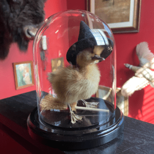 Real duckling mounted in a glass dome