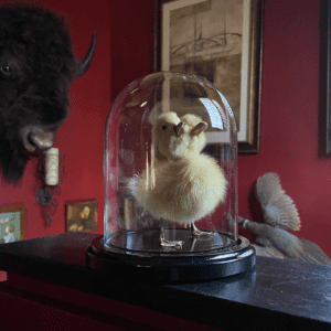 Taxidermy duckling with two heads set inside a glass dome