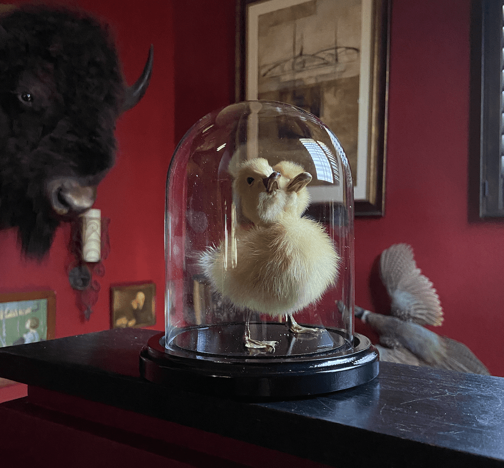 Taxidermy duckling with two heads set inside a glass dome