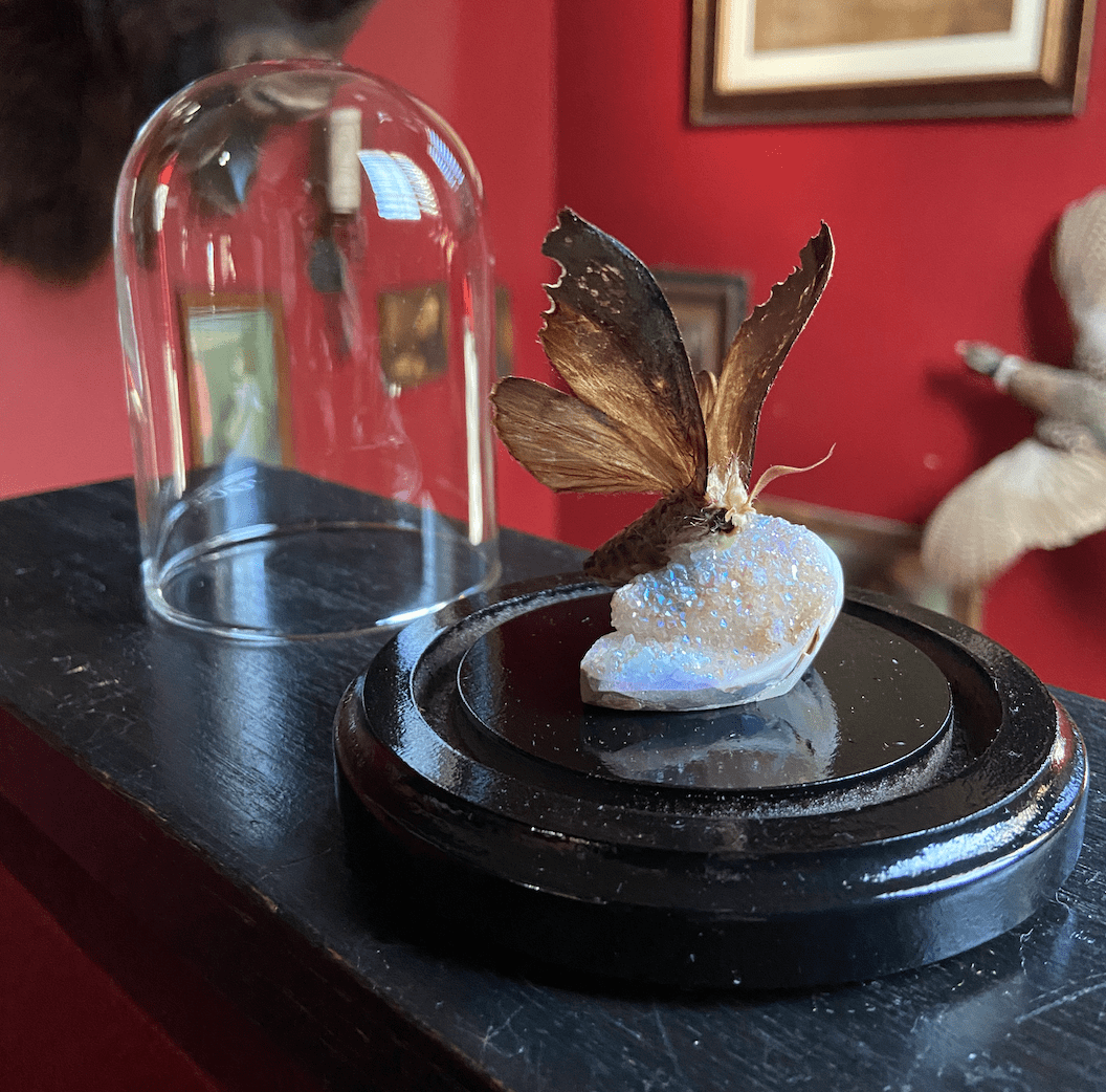 Real Sphinx Moth mounted on an Aura fossilized seashell