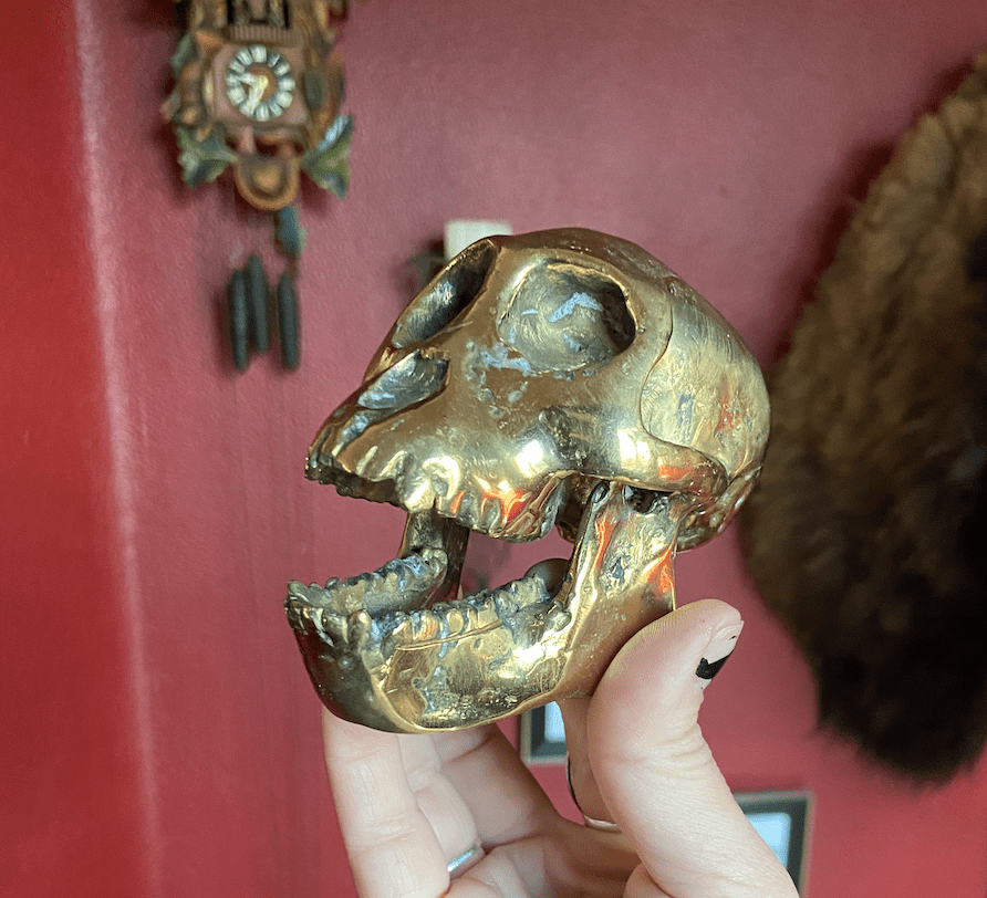 Anatomical monkey skull cast from brass