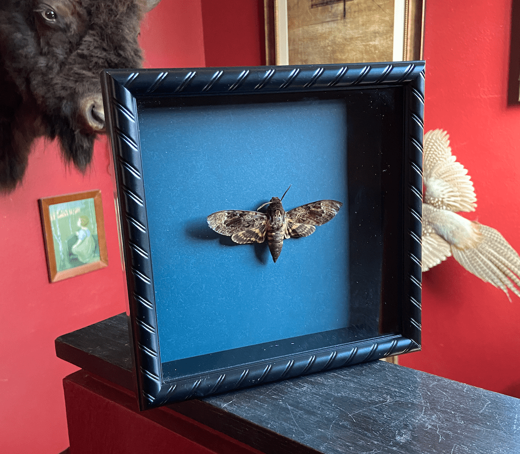 Deaths head Hawk Moth mounted in a frame