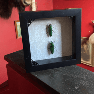 Gemini Return Pair of Jewel Beetles mounted in a frame