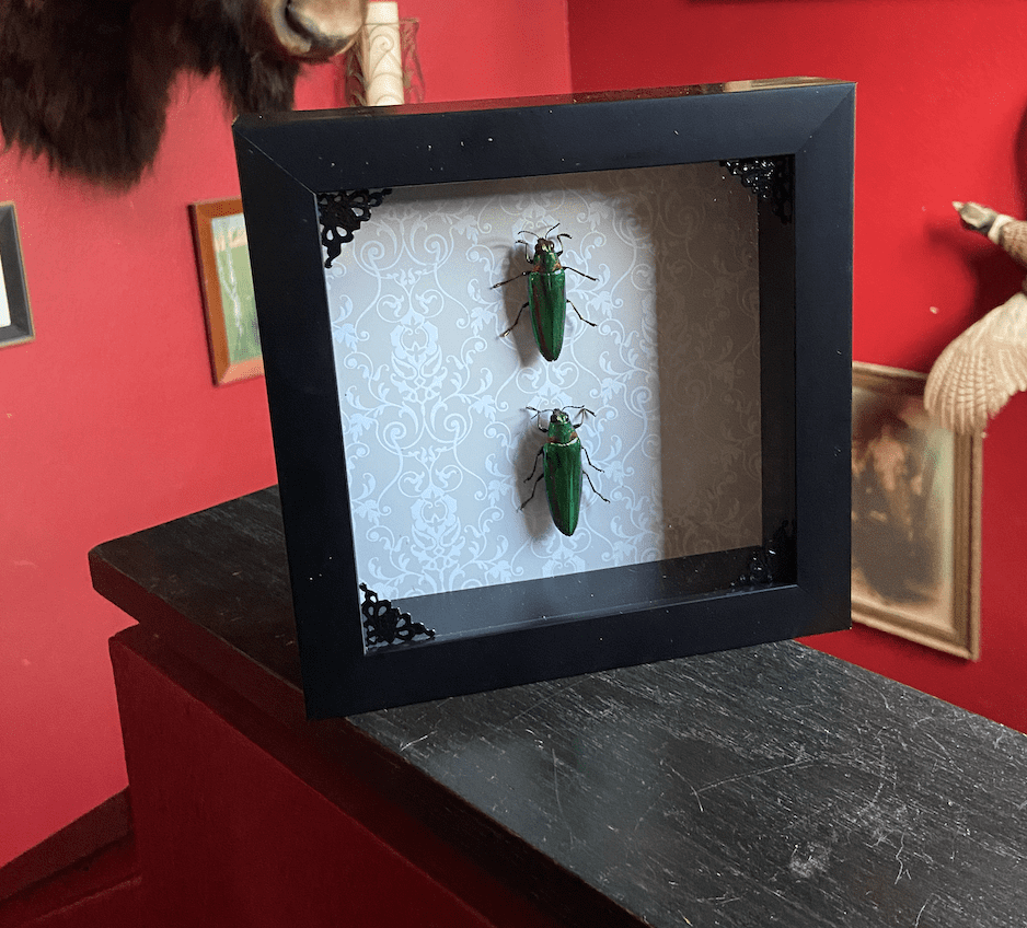Gemini Return Pair of Jewel Beetles mounted in a frame