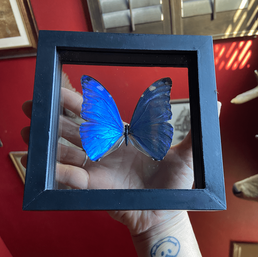 Morpho Marcus - Memento Mori Los Angeles