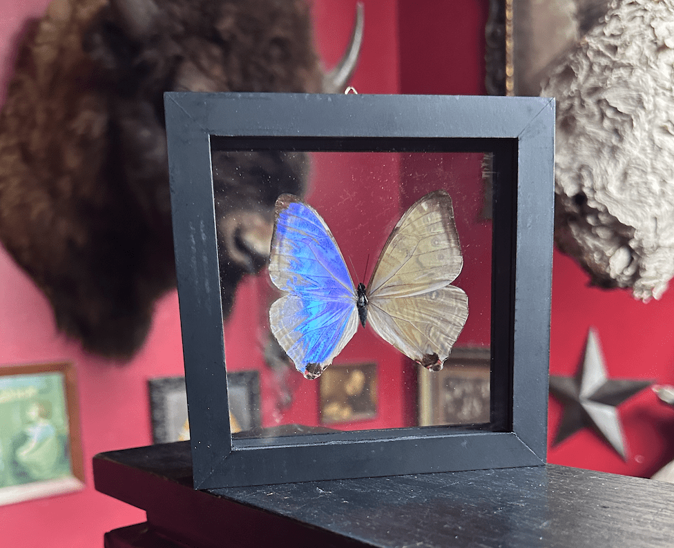 Morpho didius 標本 Morpho Didius - Memento Mori Los Angeles